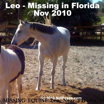 MISSING EQUINE Leo, Near Tavares, FL, 32778